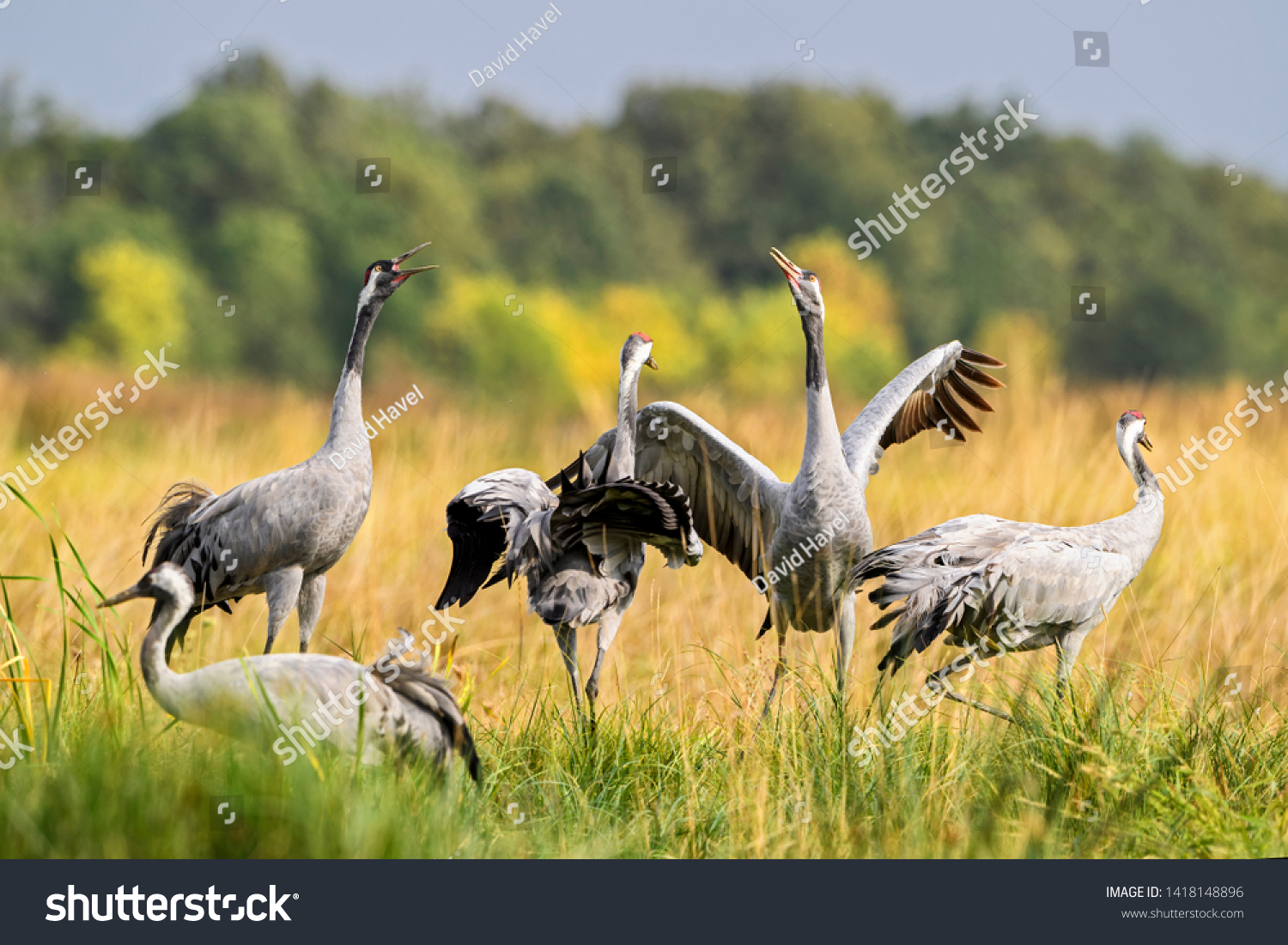 Common Crane - Grus grus, beautiful large bird from Euroasian fields and meadows, Hortobagy National Park, Hungary. #1418148896