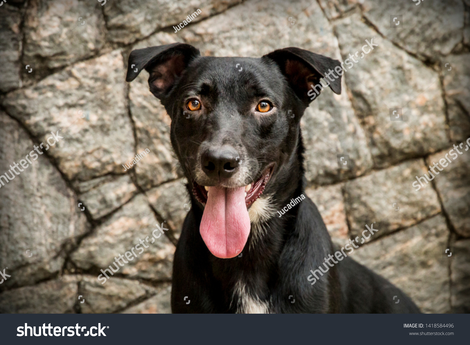 Rescued black mutt dog. rocks background #1418584496