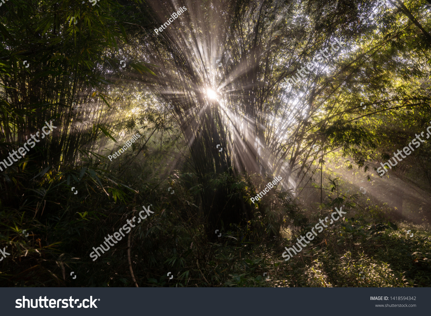 sunlight sunlight penetrates trees in the forest #1418594342