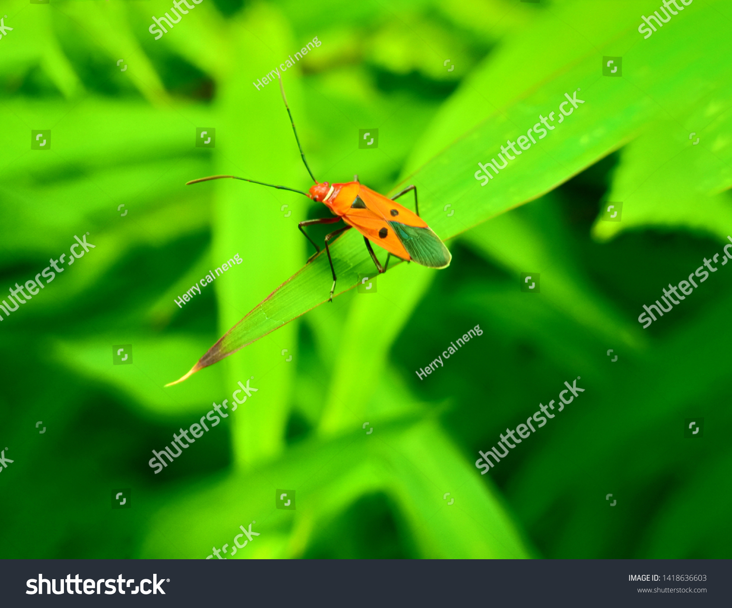 insect An adult male tiny orange Mexican bean lady beetle, lady bug, lady bird (Arthropoda: Insecta: Coleoptera: Coccinellidae: Epilachninae: Epilachna varivestis) on a green leaf macro #1418636603