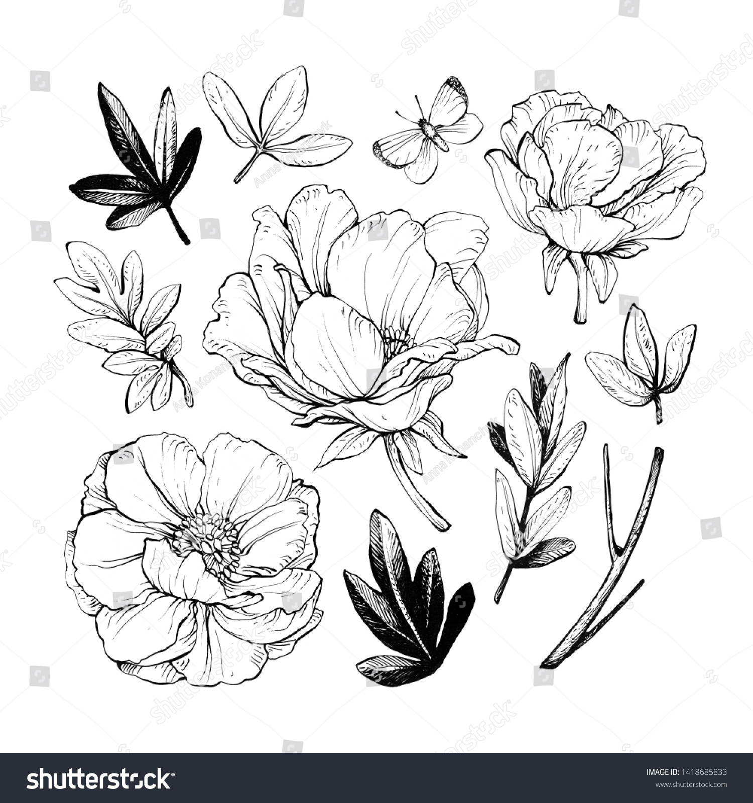 Set of peonies with leaves. Floral elements for design. Hand drawing with ink and pen. #1418685833
