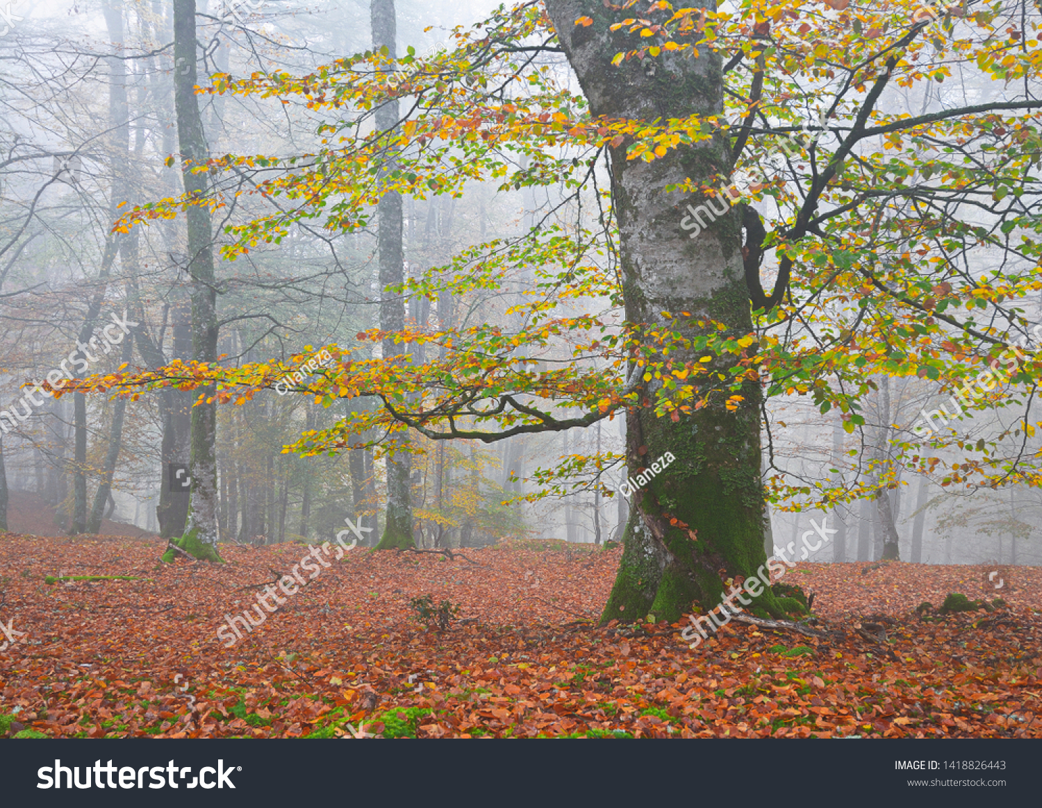 beech forest foggy in autumn #1418826443