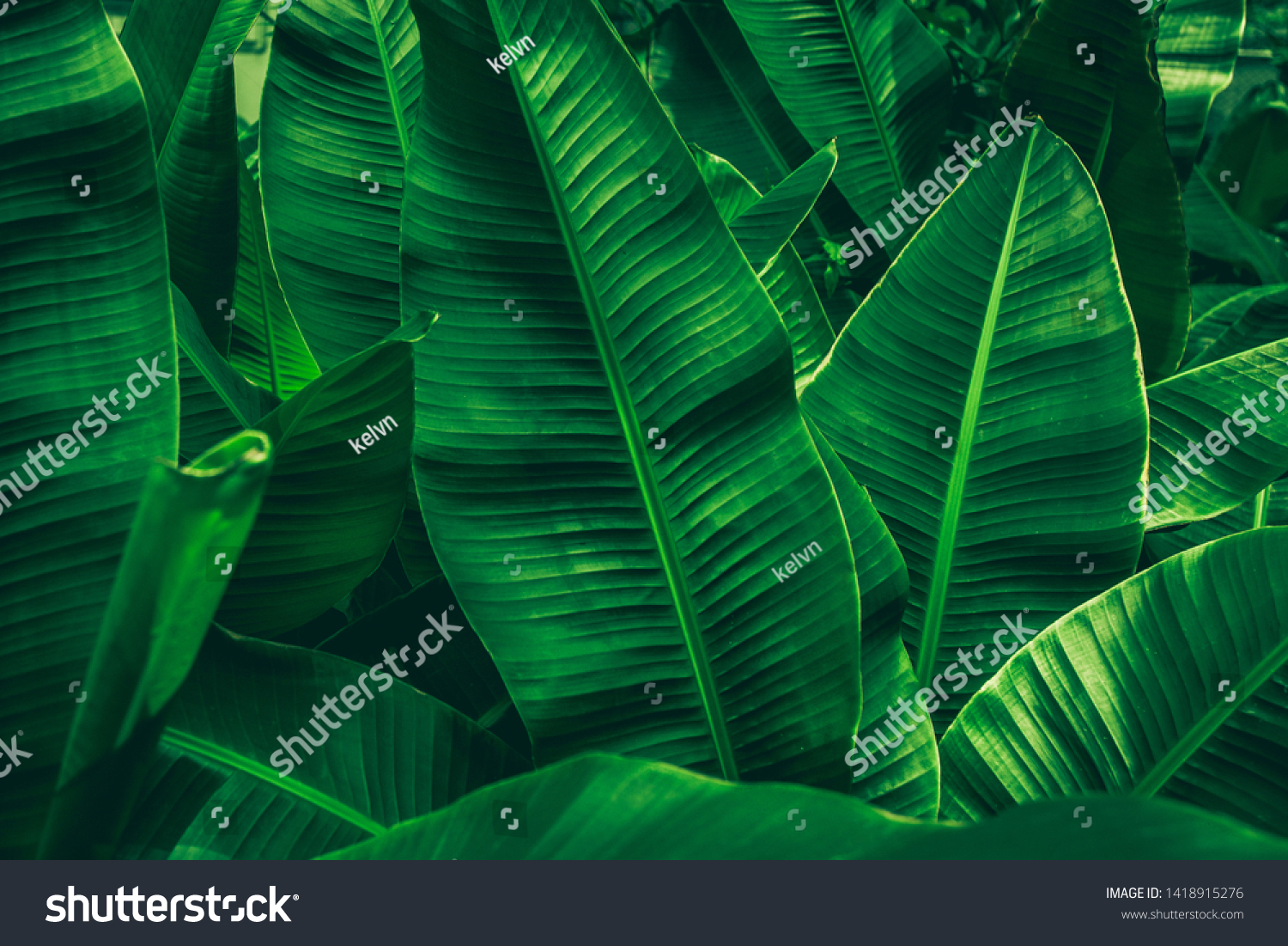 tropical banana leaf texture in garden, abstract green leaf, large palm foliage nature dark green background #1418915276