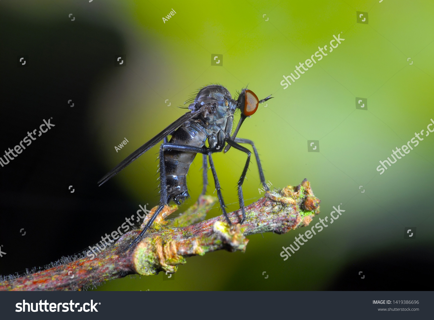 The insectivorous gadfly perches on the field plants #1419386696
