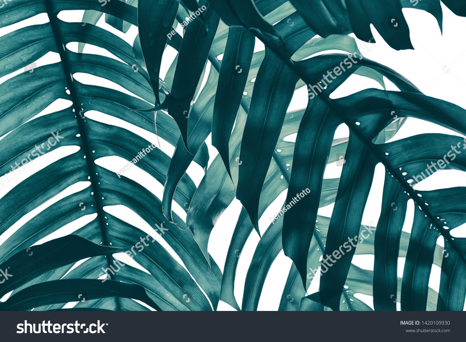 tropical leaf, stripe of exotic foliage in rain forest, monstera plant isolated on white, nature background, clipping path included, blue toned process. #1420109930