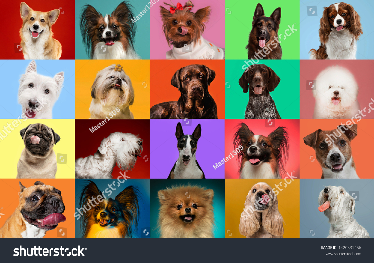 Young dogs are posing. Cute doggies or pets are looking happy isolated on colorful or gradient background. Studio photoshots. Creative collage of different breeds of dogs. Flyer for your ad. #1420331456