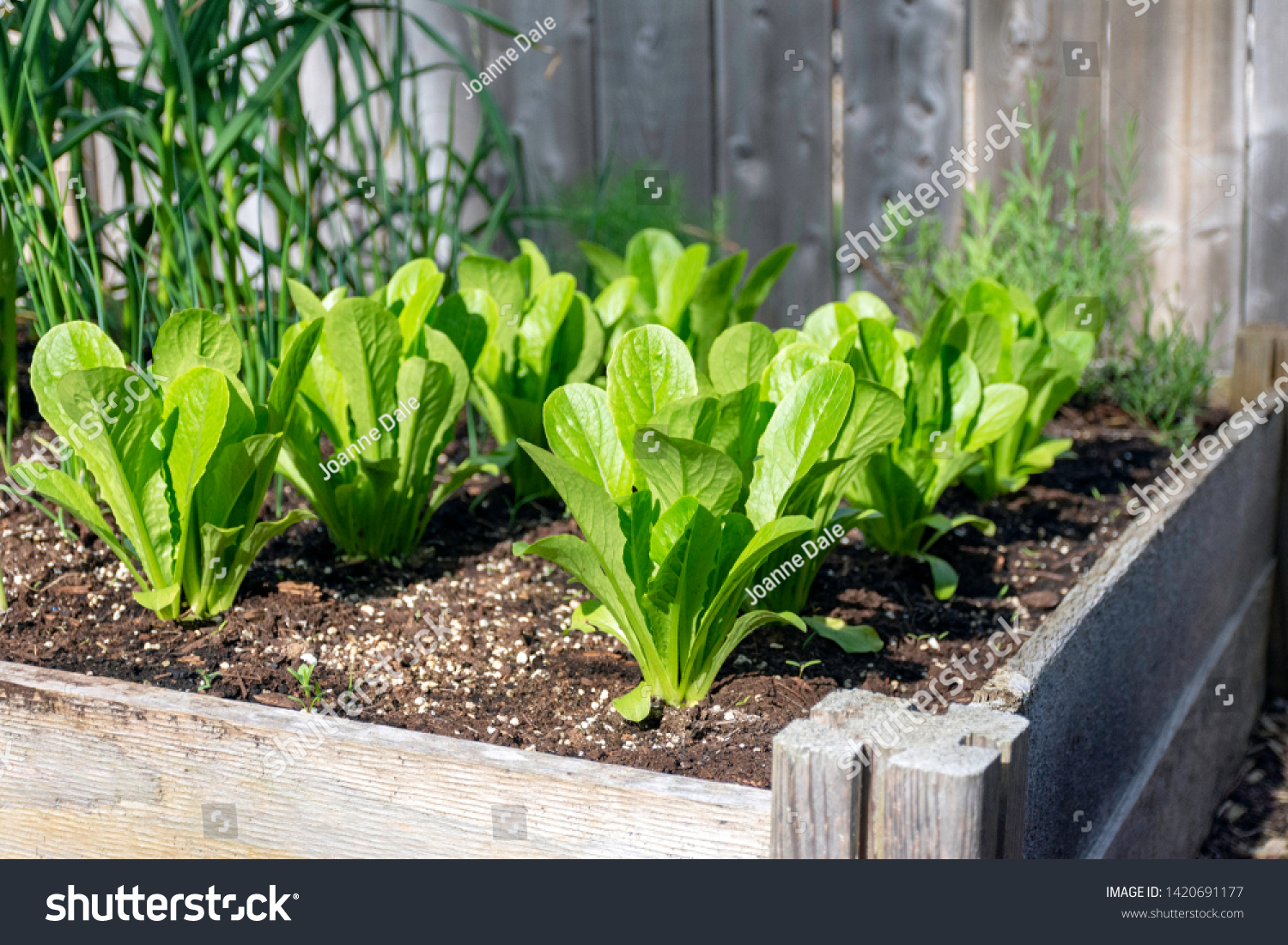 A backyard edible garden in raised beds is filled with romaine lettuce and onions thrives in the sun. #1420691177