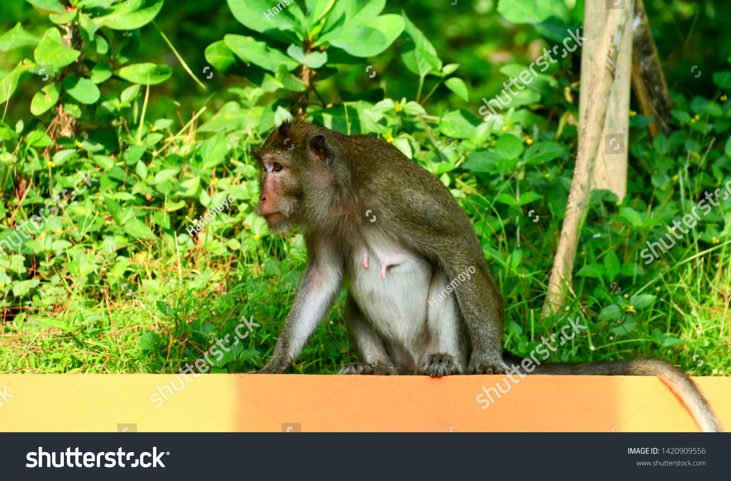 Cynomolgus monkey or Crab-eating macaque at teh Tidar Hill in Magelang City, Central Java, Indonesia. #1420909556
