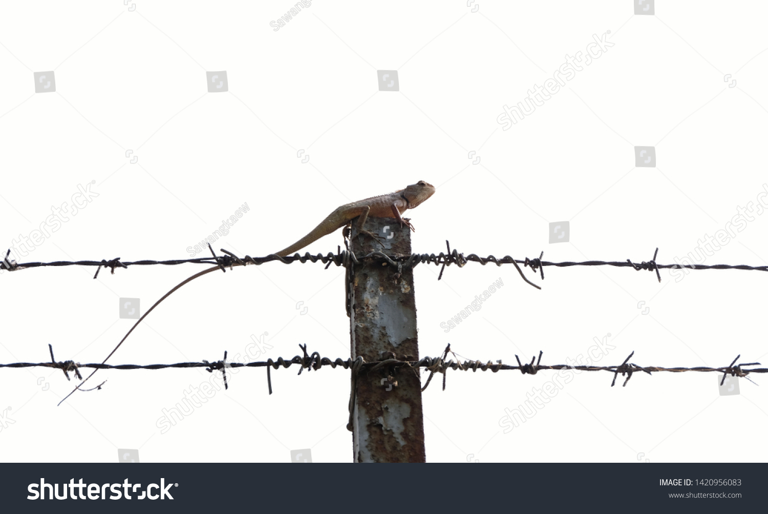 Asia lizard on concrete pole and barbed wire fence on white background,Business and finance concept success from intention and determination. #1420956083