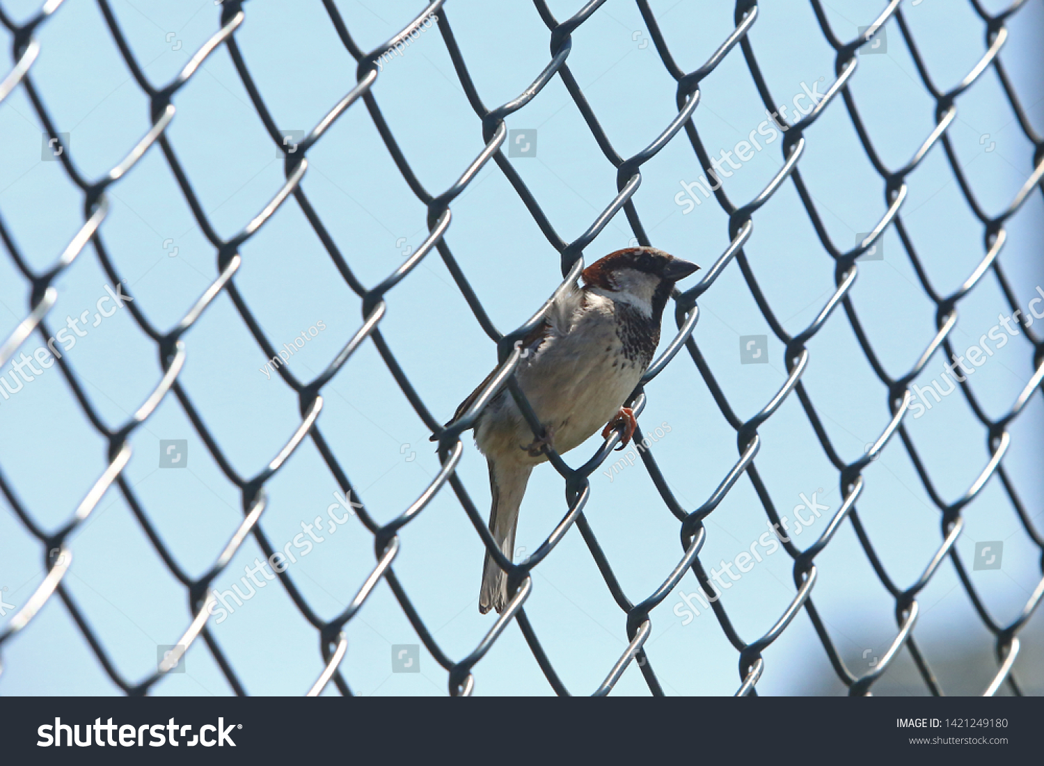 Sparrow is the name given to non-migratory, conic-billed bird species that form the Passeridae family, living in close proximity to humans. #1421249180