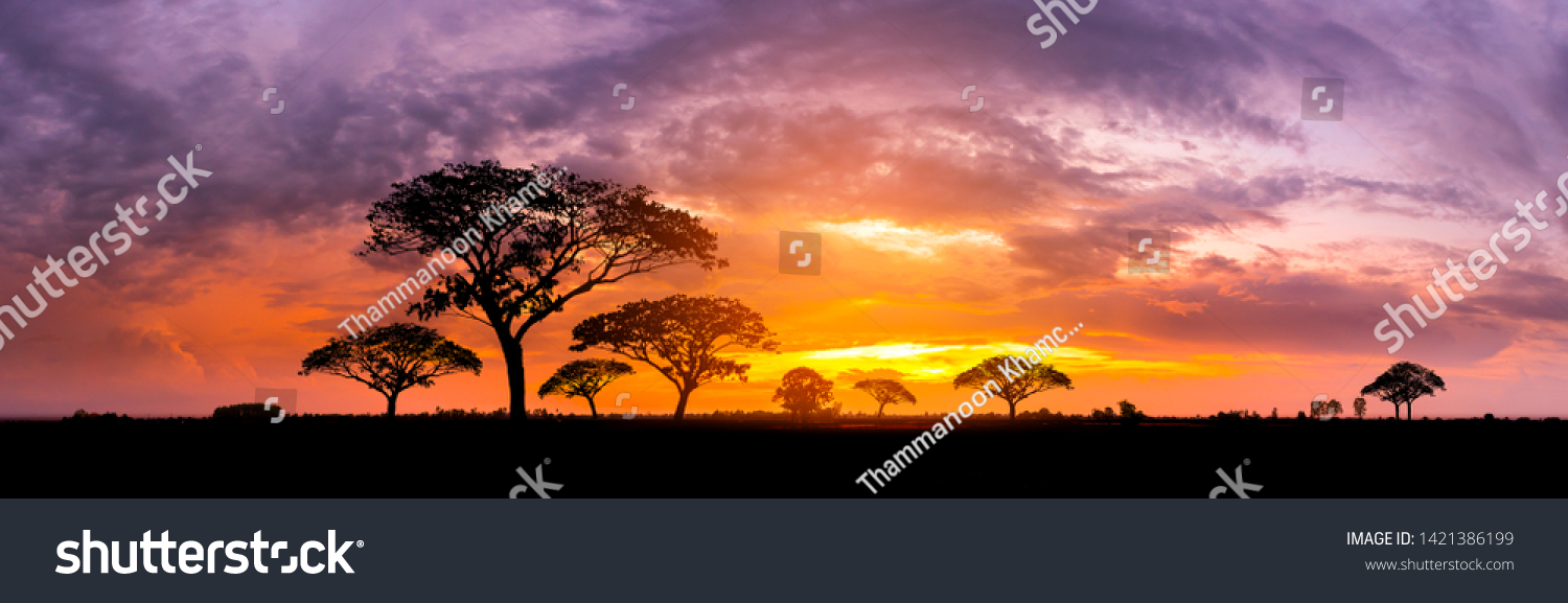 Panorama silhouette tree in africa with sunset.Tree silhouetted against a setting sun.Dark tree on open field dramatic sunrise.Typical african sunset with acacia trees in Masai Mara, Kenya #1421386199