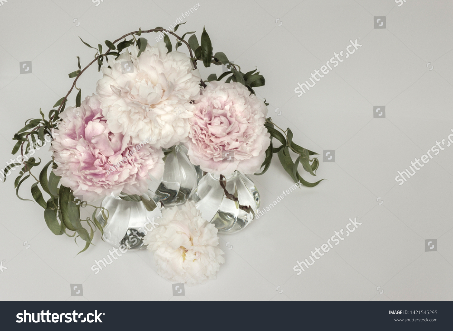 Three Small Round Glass Vases with Peonies of Various Shades of Pink and Willow Branches on a Light Background Seen From Below in Soft Delicate Colors #1421545295