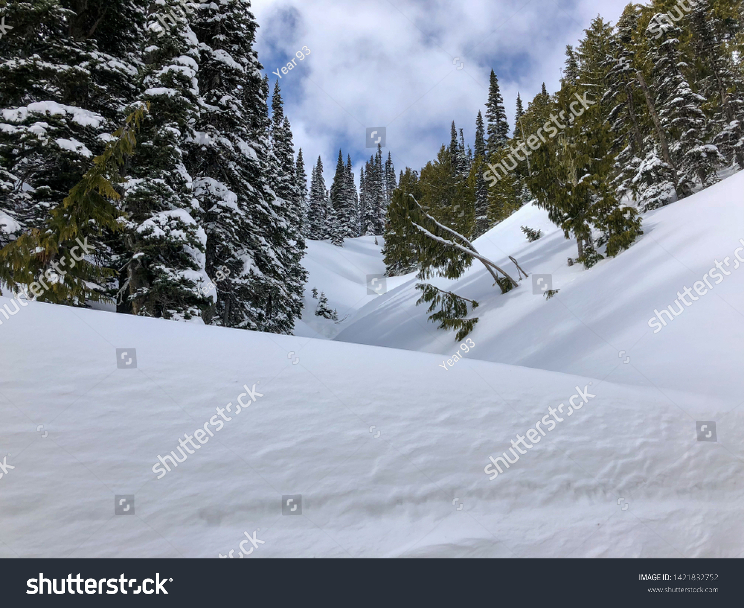 Snowy evergreens & mountain tops. Take a look at these beautiful shots of Washington States Mount Rainier. #1421832752
