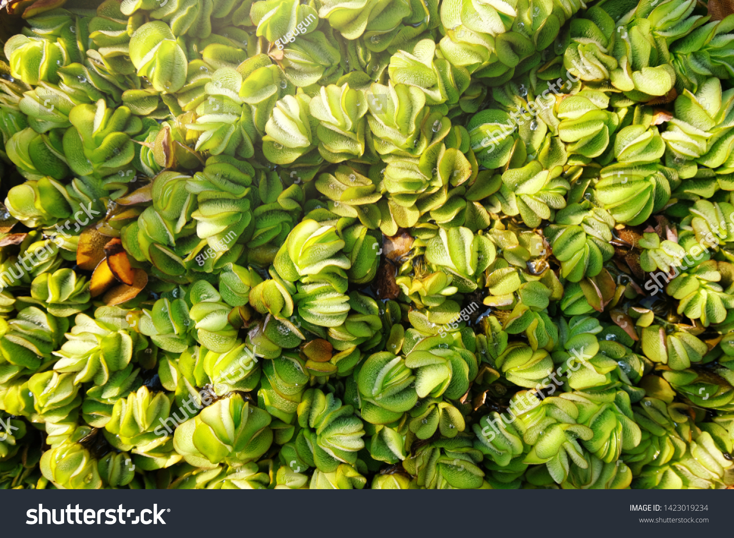 Floating plants in the pond, top view.Water lettce / aquatic weed/ aquatic plant for decoration #1423019234