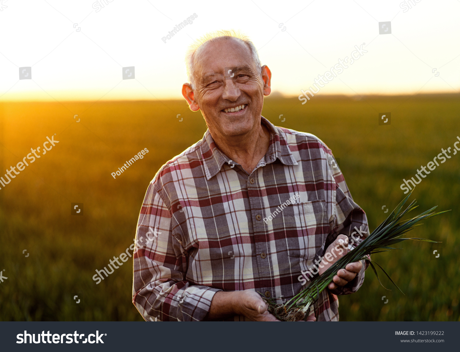 Portrait of senior farmer standing in young wheat field holding crop in his hands. #1423199222