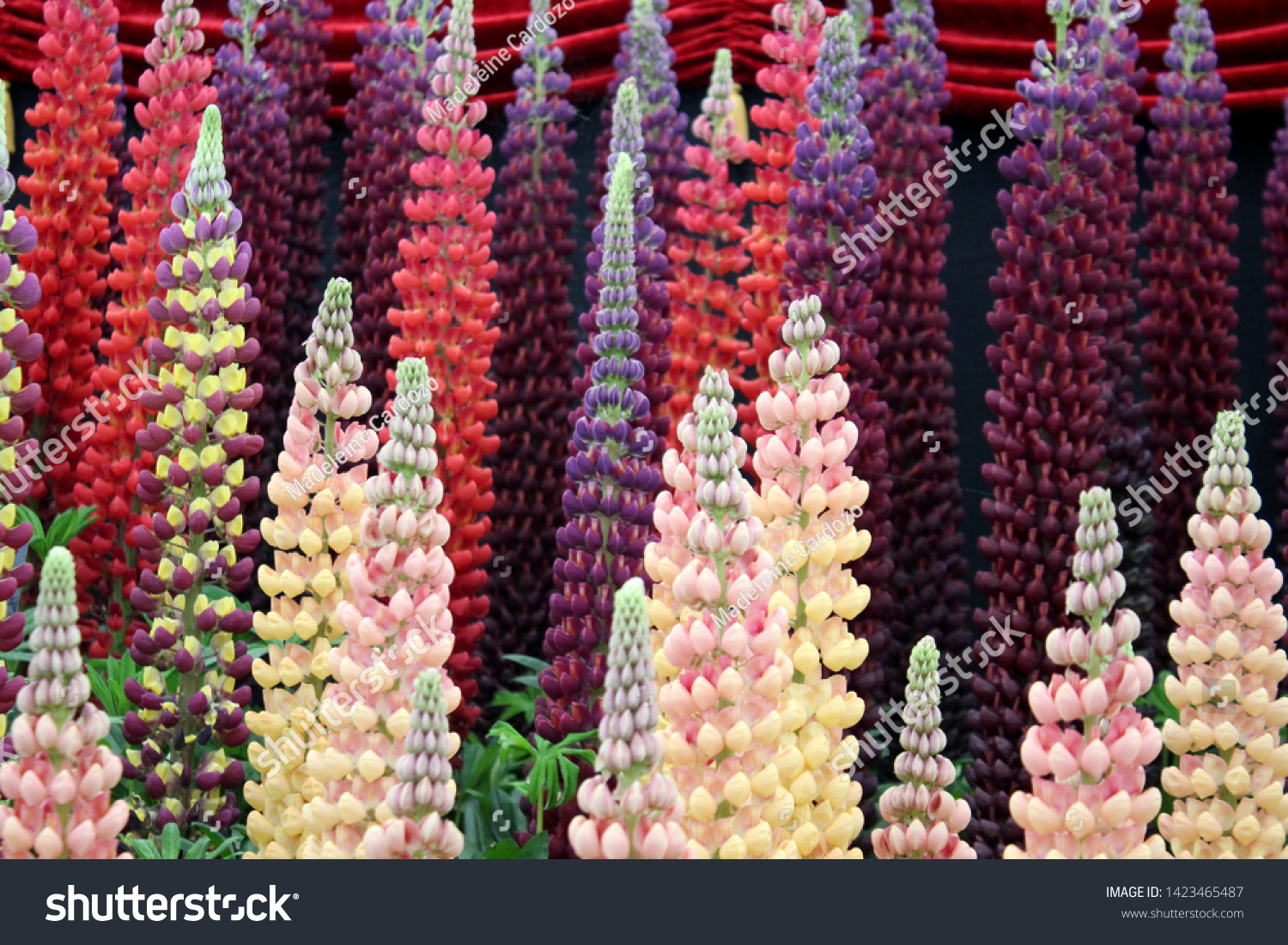 Pink and Purple Lupins standing tall and colorful. Tall flowers. Perennials #1423465487