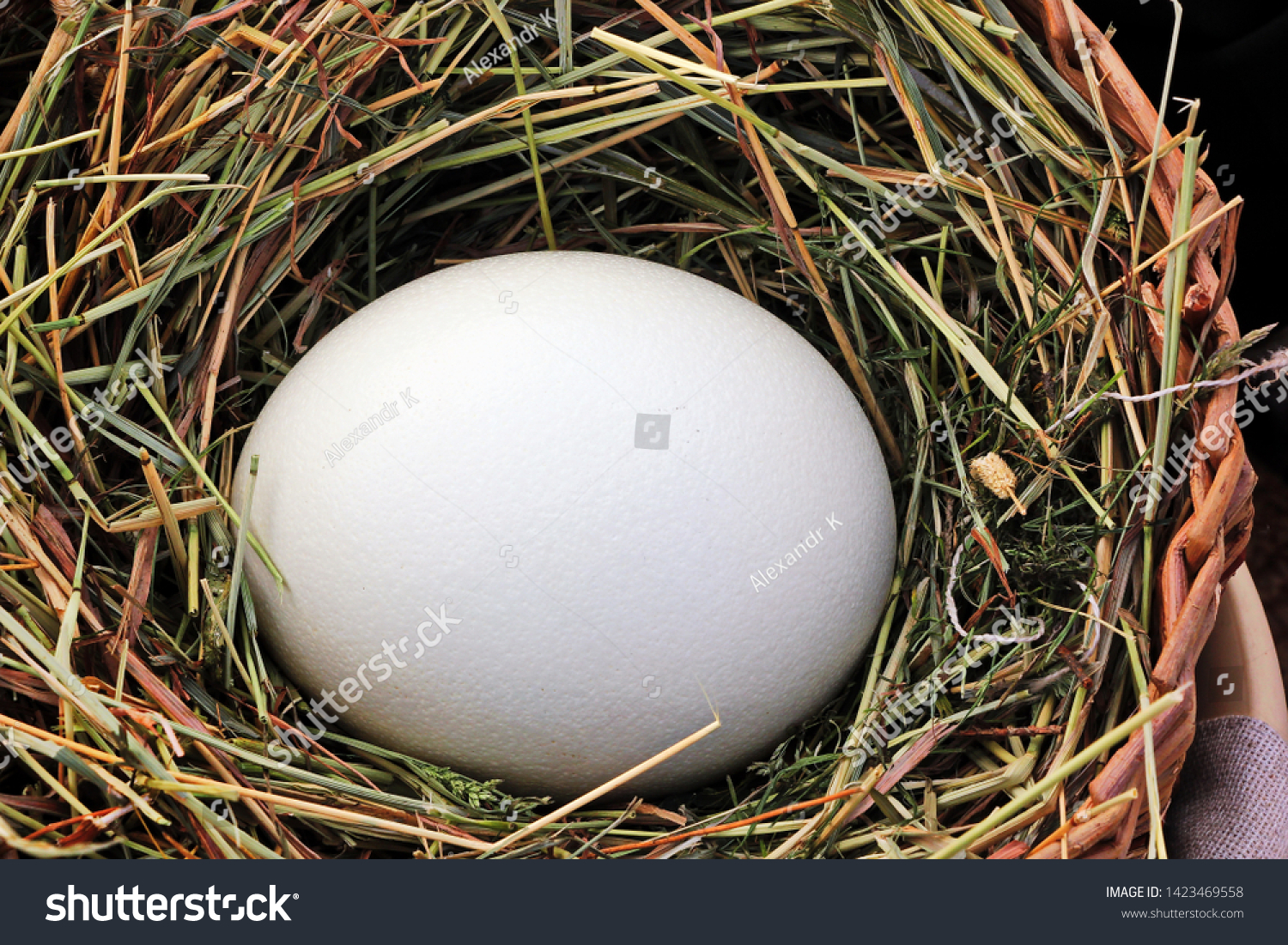 large, white ostrich egg in a wicker basket #1423469558