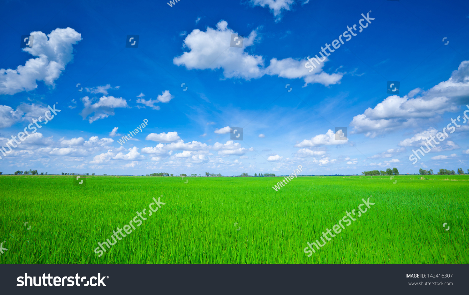 Rice field green grass blue sky cloud cloudy landscape #142416307