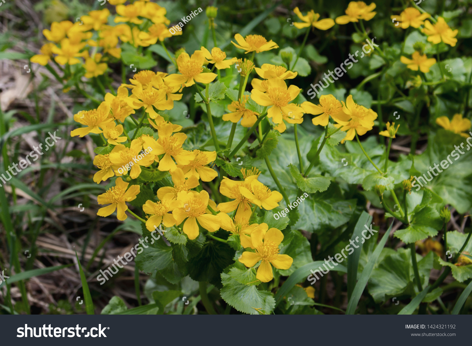 Wild-growing flowering plant caltha palustris yellow flowers with petals and stamens green leaves. Marigold grows in the swamp Lots of yellow flowers, wildlife, low key #1424321192
