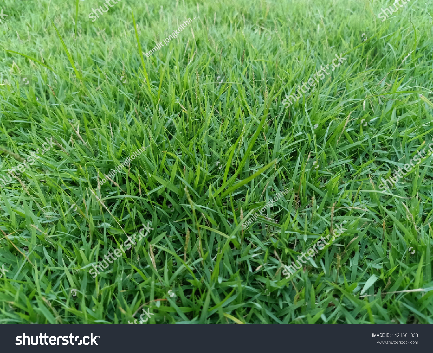 Fresh green grass, comfortable to the eye #1424561303