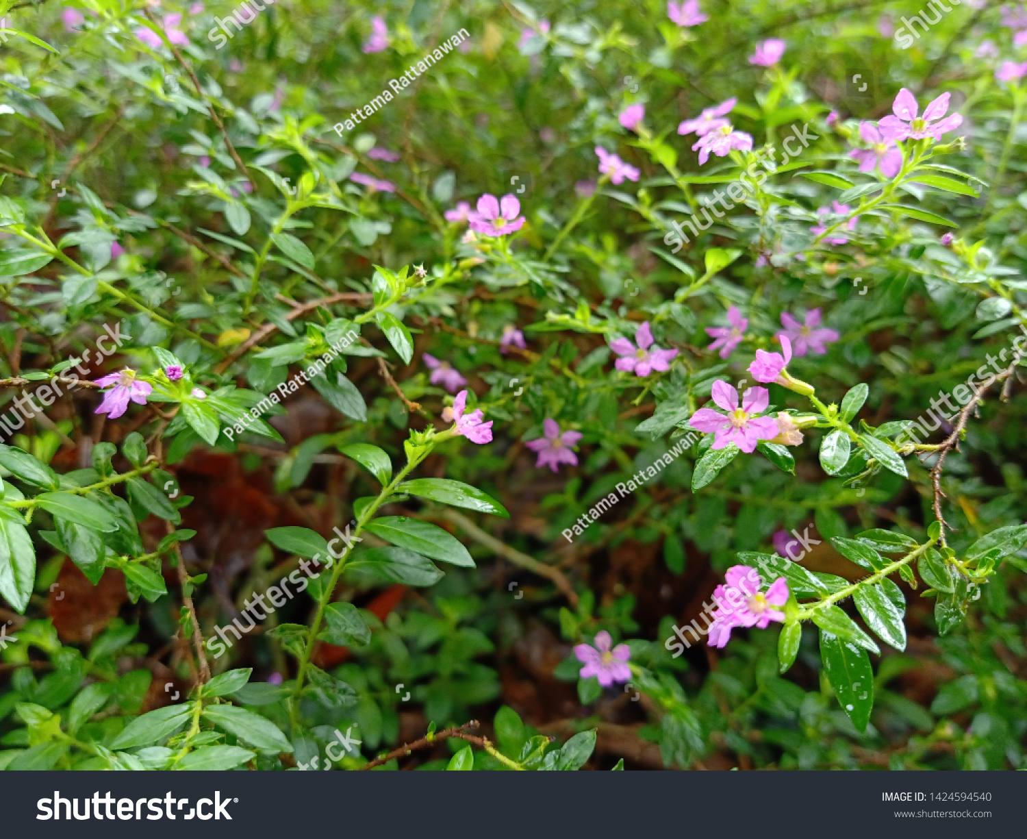 Natural plant of Cuphea hyssopifolia, the false heather, Mexican heather, Hawaiian heather or elfin herb,A small shrub radiates a low slung a Brown stem. Dark green leaves with a pointed spear shape. #1424594540