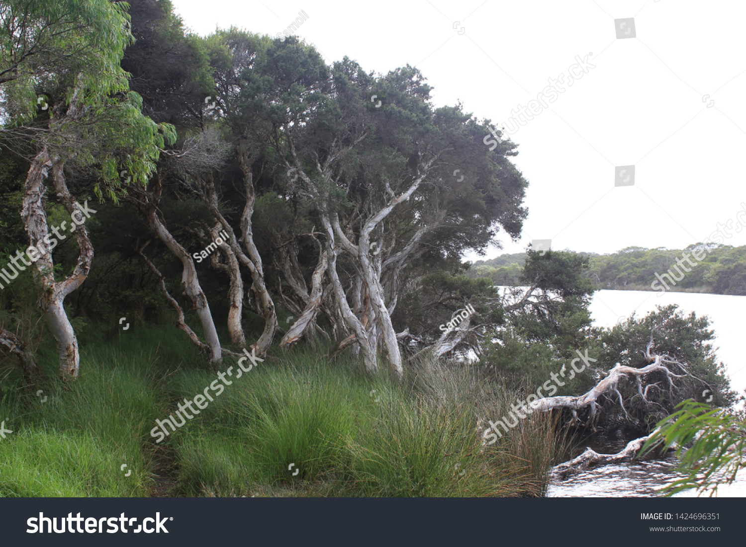Torbay campsite, beautiful area with nature, australia, outback #1424696351