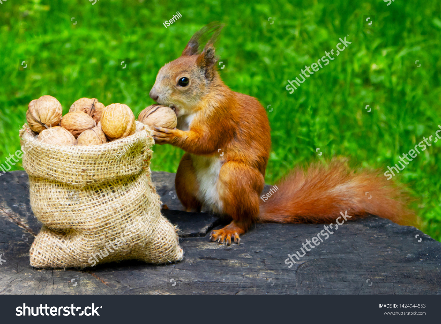 Squirrel eats nuts in the park. A bag with walnuts - a gift for a squirrel. #1424944853