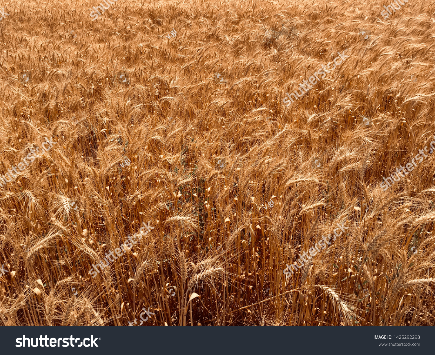 Wheat field background. Field landscape #1425292298