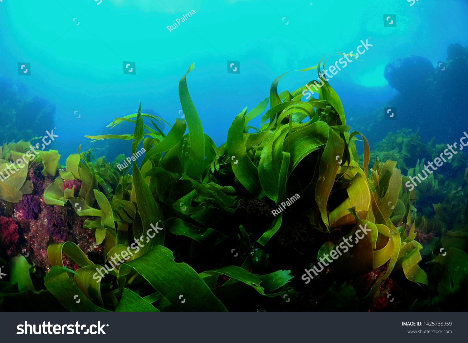 under water kelp forest photo #1425738959