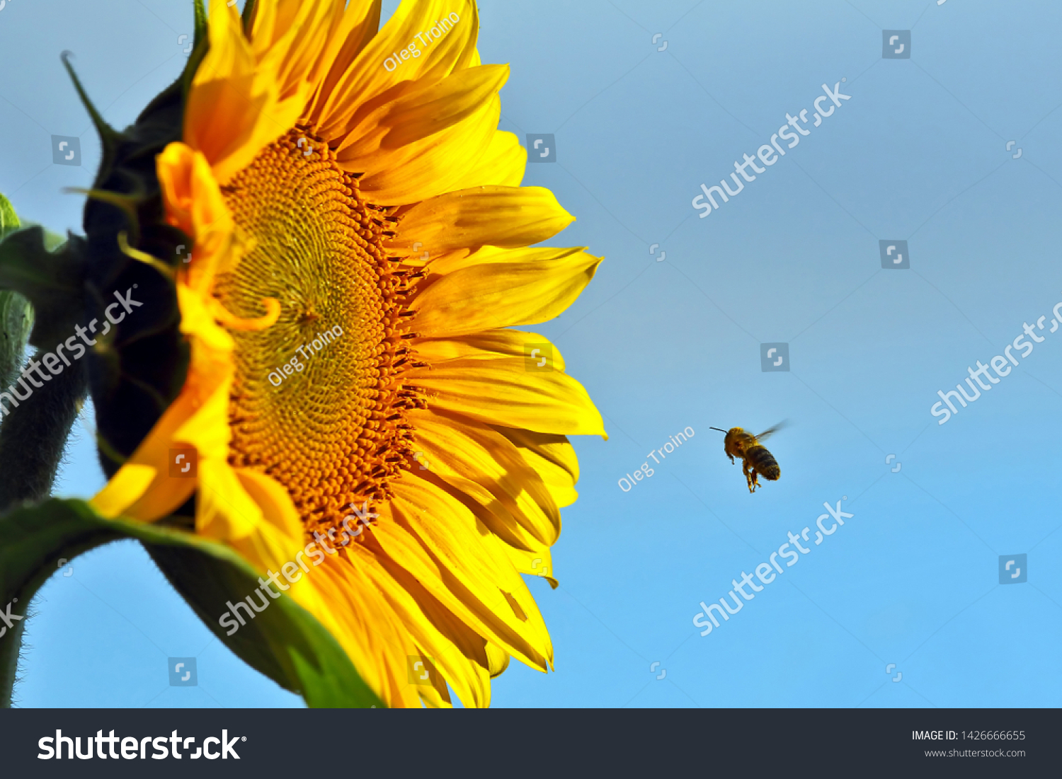the bee pollinating the flower of a sunflower closeup. botany and vegetation

 #1426666655