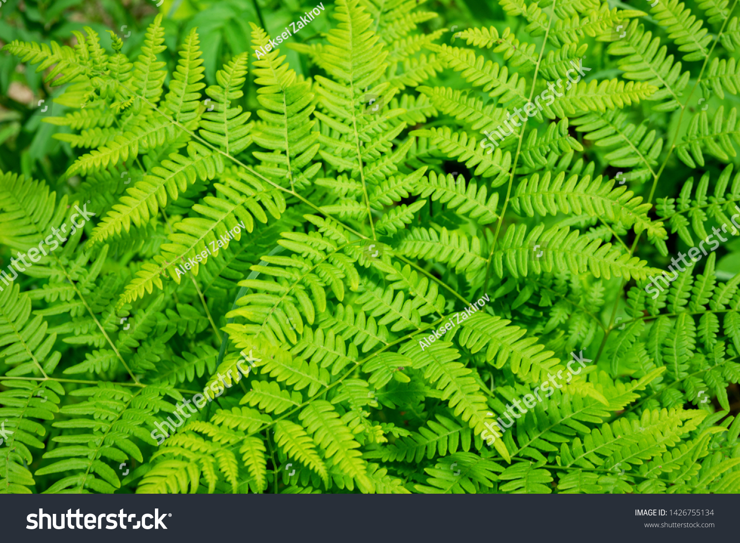 Beautyful ferns leaves green foliage natural floral fern background in sunlight. #1426755134