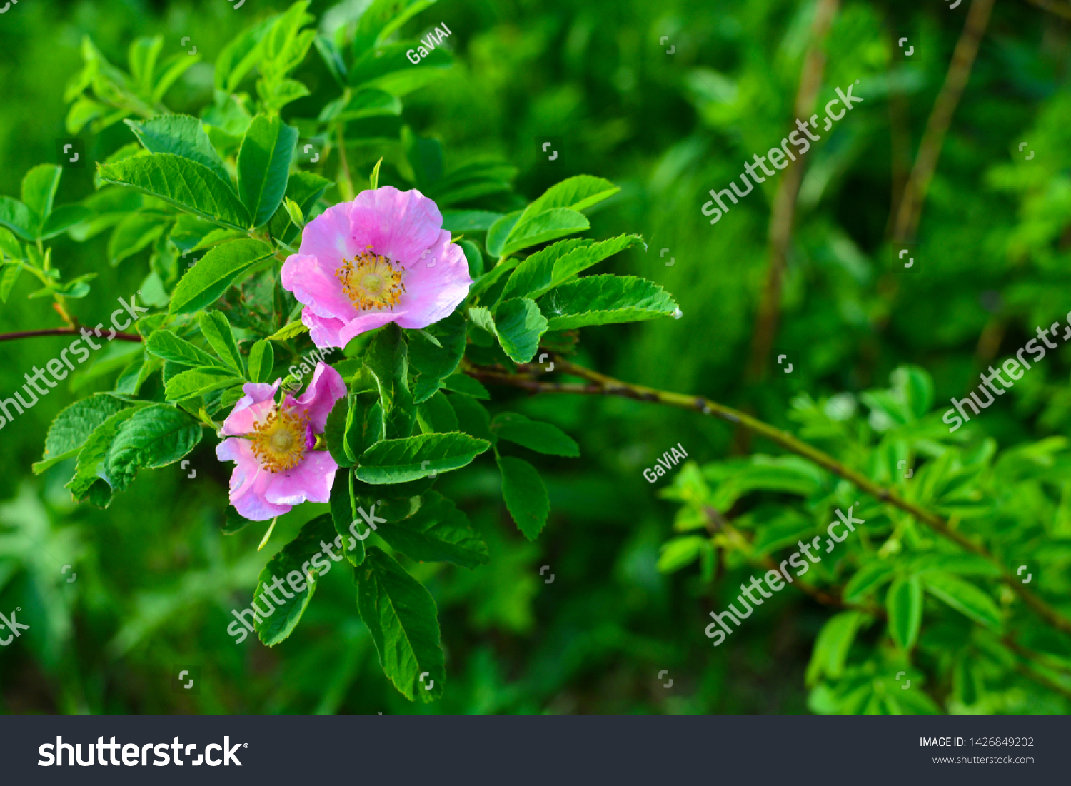 Wild pink rose in nature. Picture of wild pink rose in nature #1426849202