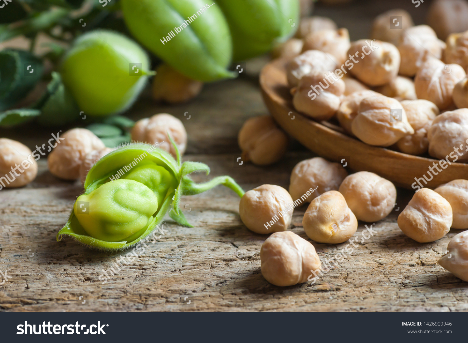 Uncooked dried chickpeas in wooden spoon with raw green chickpea pod plant on wooden table. Heap of legume chickpea background #1426909946