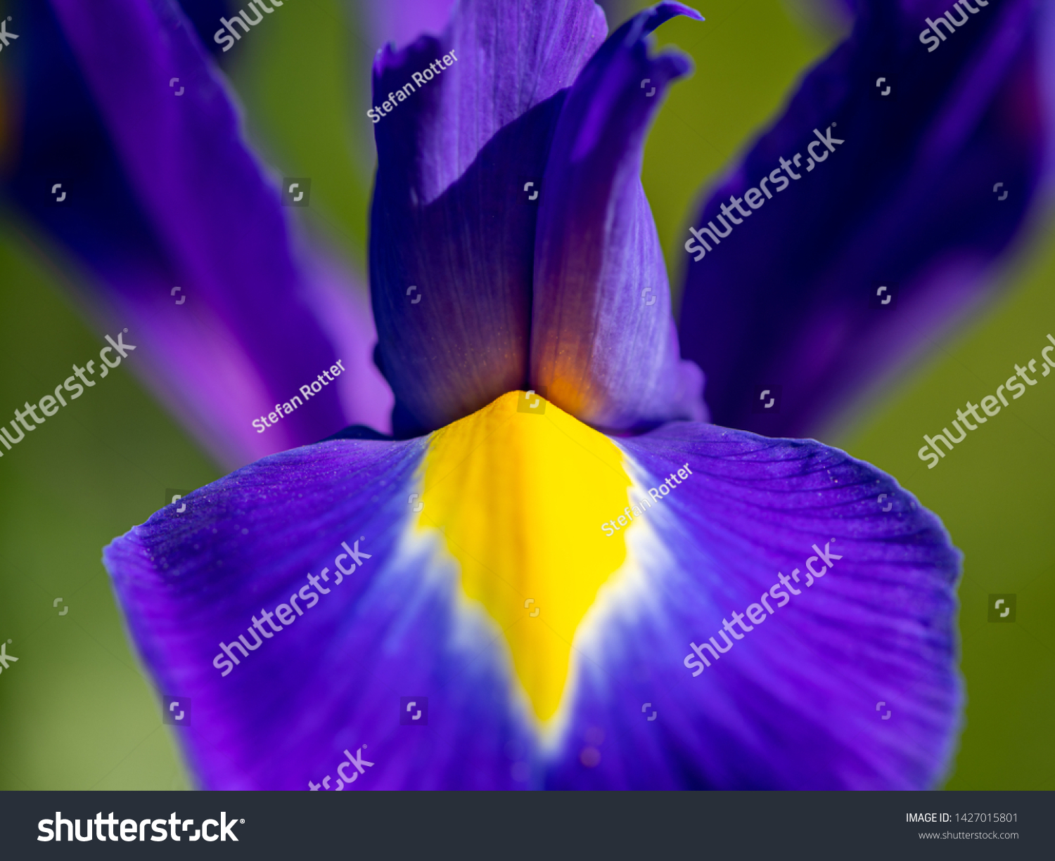 Detail of a blue and yellow blossom of an iris in spring #1427015801