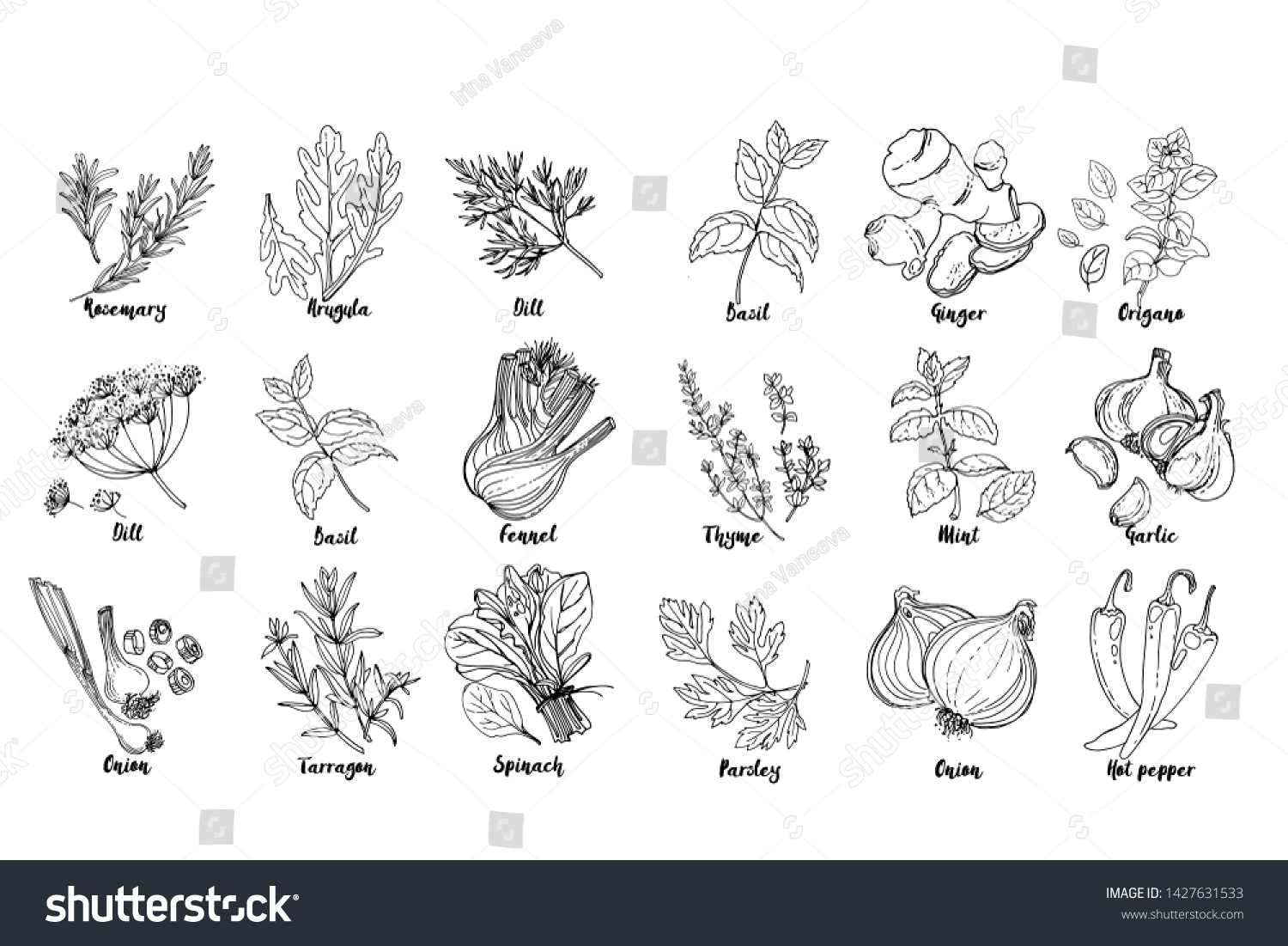 Herbs. Spices. Italian herb drawn black lines on a white background. Vector illustration. Basil, ginger, origano, Thame, mint, garlic, parsley, onion, hot pepper, rosemary, arugula, dill, basil #1427631533