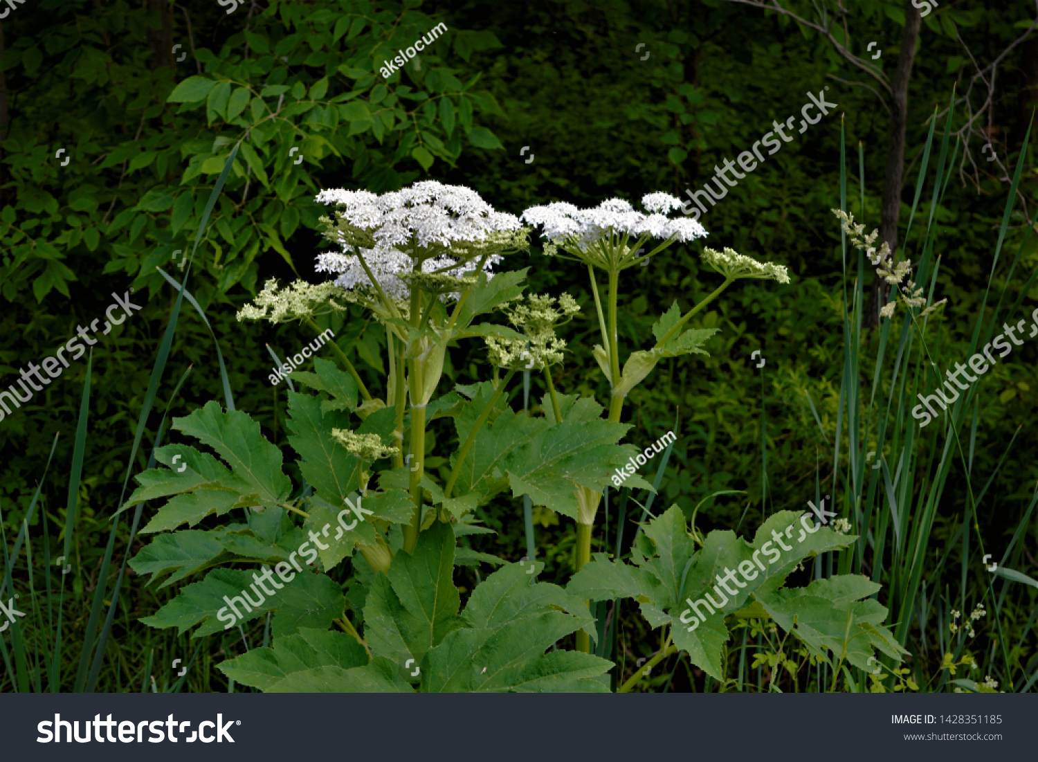 Heracleum mantegazzianum, commonly known as giant hogweed, is a monocarpic perennial herbaceous flowering plant in the family Apiaceae. cartwheel-flower, giant cow parsley, giant cow parsnip, hogsbain #1428351185