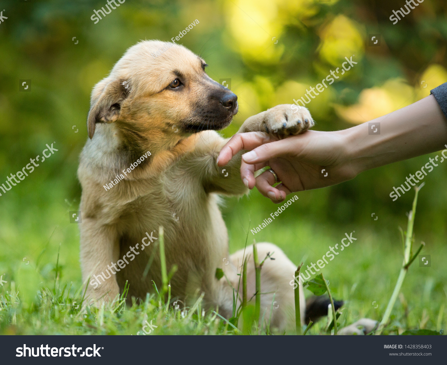 homeless puppy mixed breed mutt dog giving paw to human hand #1428358403