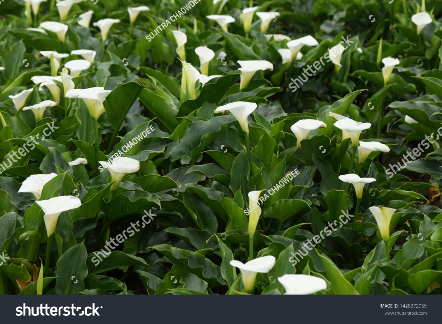Calla Lily flower garden in yangmingshan national parks #1428372959