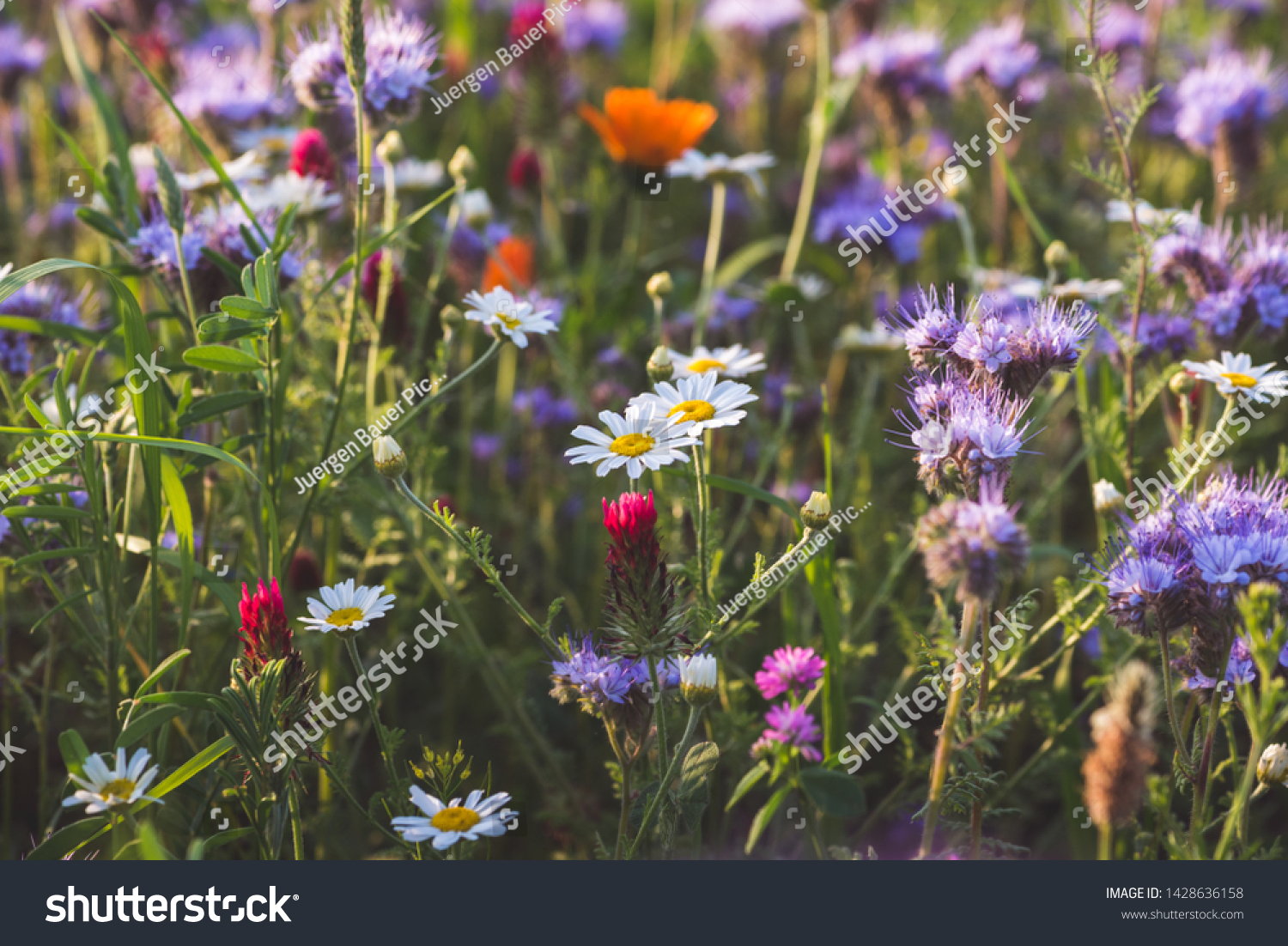 Colorful flowering herb meadow with purple blooming phacelia, orange calendula officinalis and wild chamomile. Meadow flowers photographed landscape format suitable as wall decoration in wellness area #1428636158