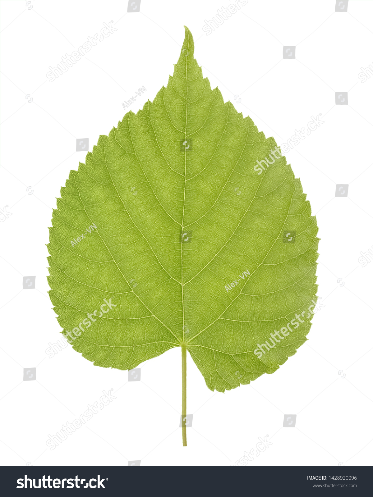 Green leaf of Linden or Tilia, commonly called lime trees, or lime bushes of the family Tiliaceae or Malvaceae isolated on white background. #1428920096