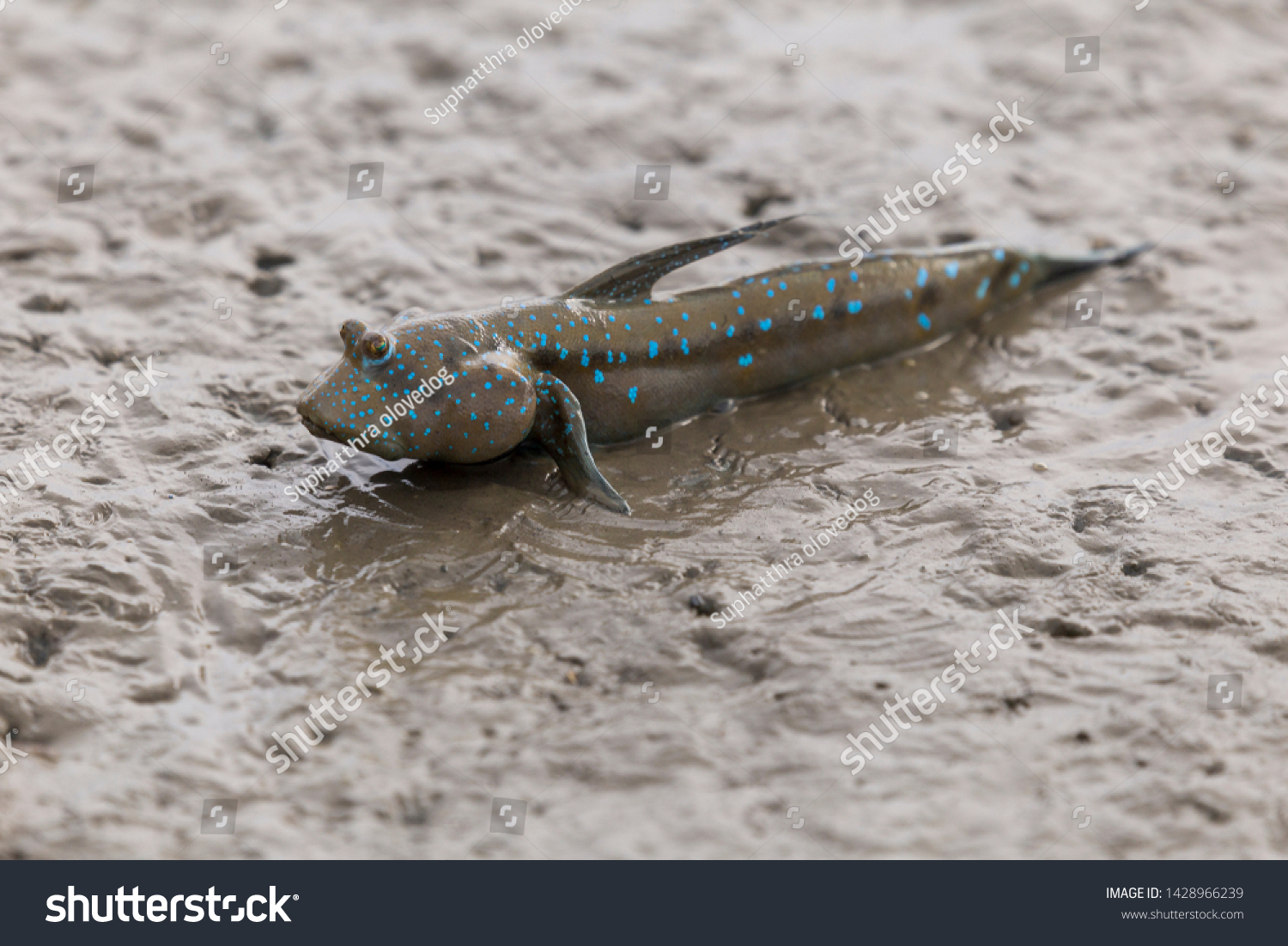 Mudskipper or Amphibious fish in the mud at mangrove forest in Satun, Thailand #1428966239
