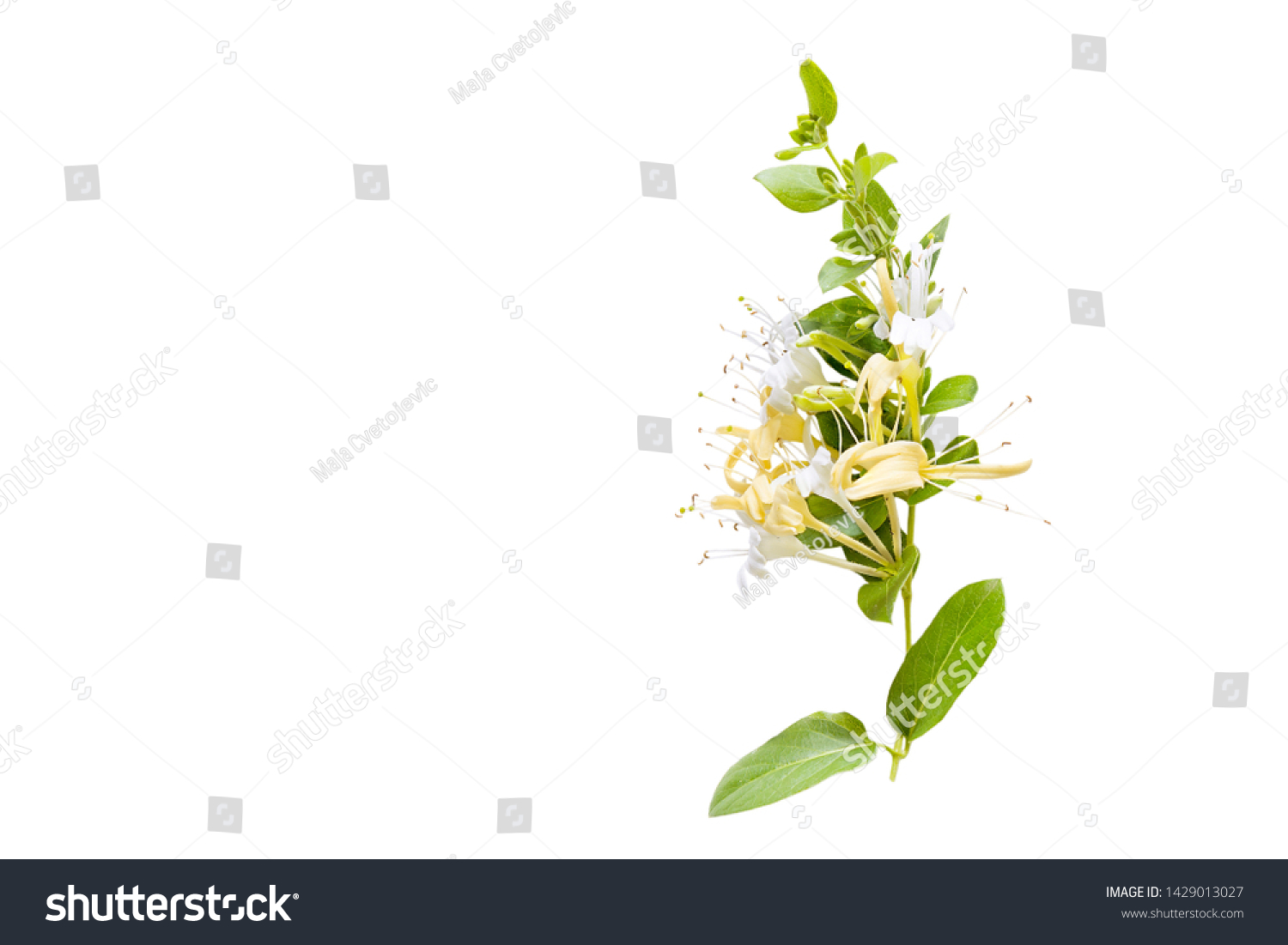 Lonicera japonica, known as Japanese honeysuckle and golden-and-silver honeysuckle isolated on a white background.space for your text #1429013027
