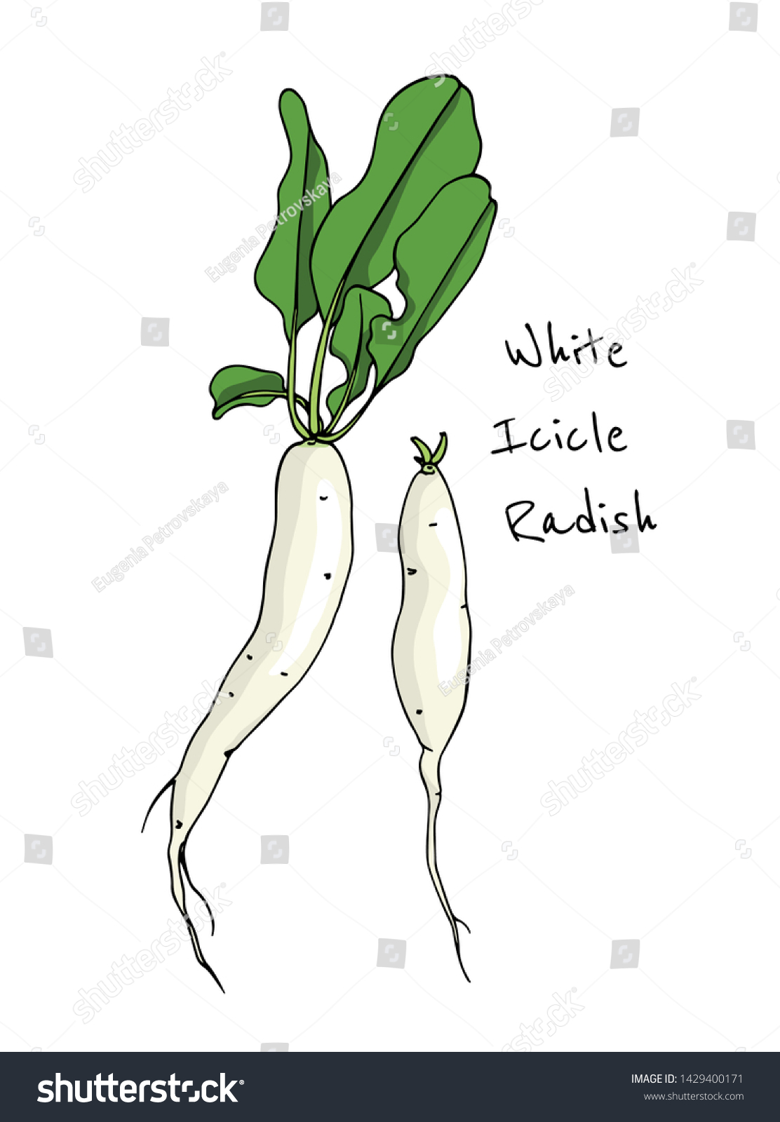 Vector card with hand drawn raw White Icicle radish. Beautiful food design elements, ink drawing #1429400171