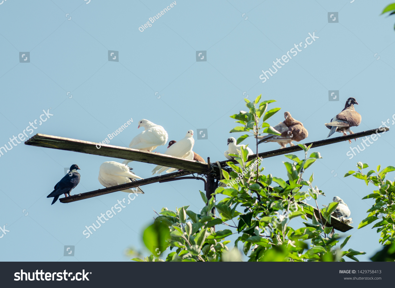 pigeons perched on a perch #1429758413