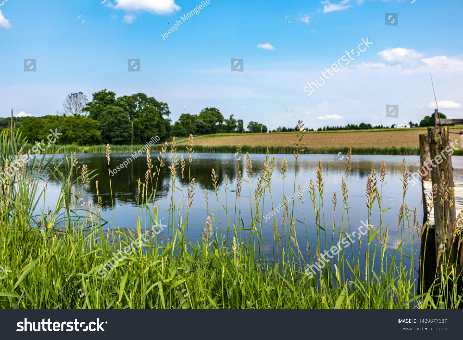 Pond with High Grass and an empty field. Empty field from a farm which was recently tilled. Sky is blue with some clouds in the sky #1429877687