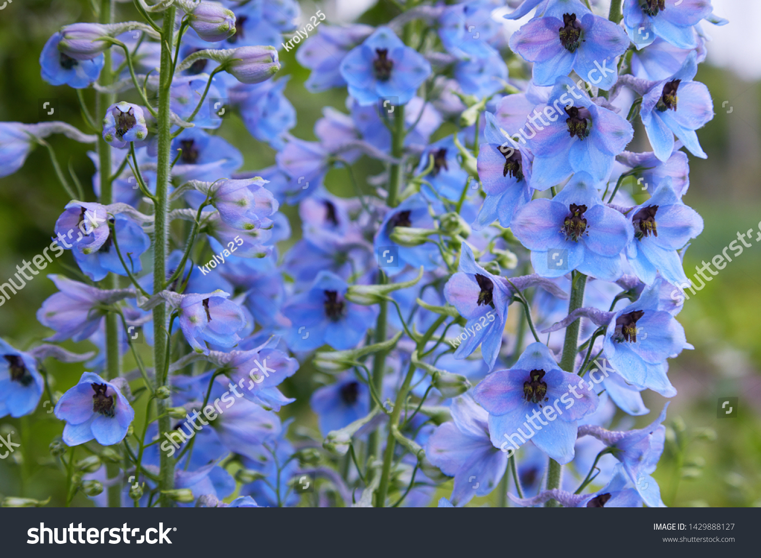 Close up of a delphinium elatum flower in bloom. Purple blue flowers of Larkspur 'Pagan Purples' (Delphinium elatum Hybrid, Alpine Delphinium) perennial.  #1429888127