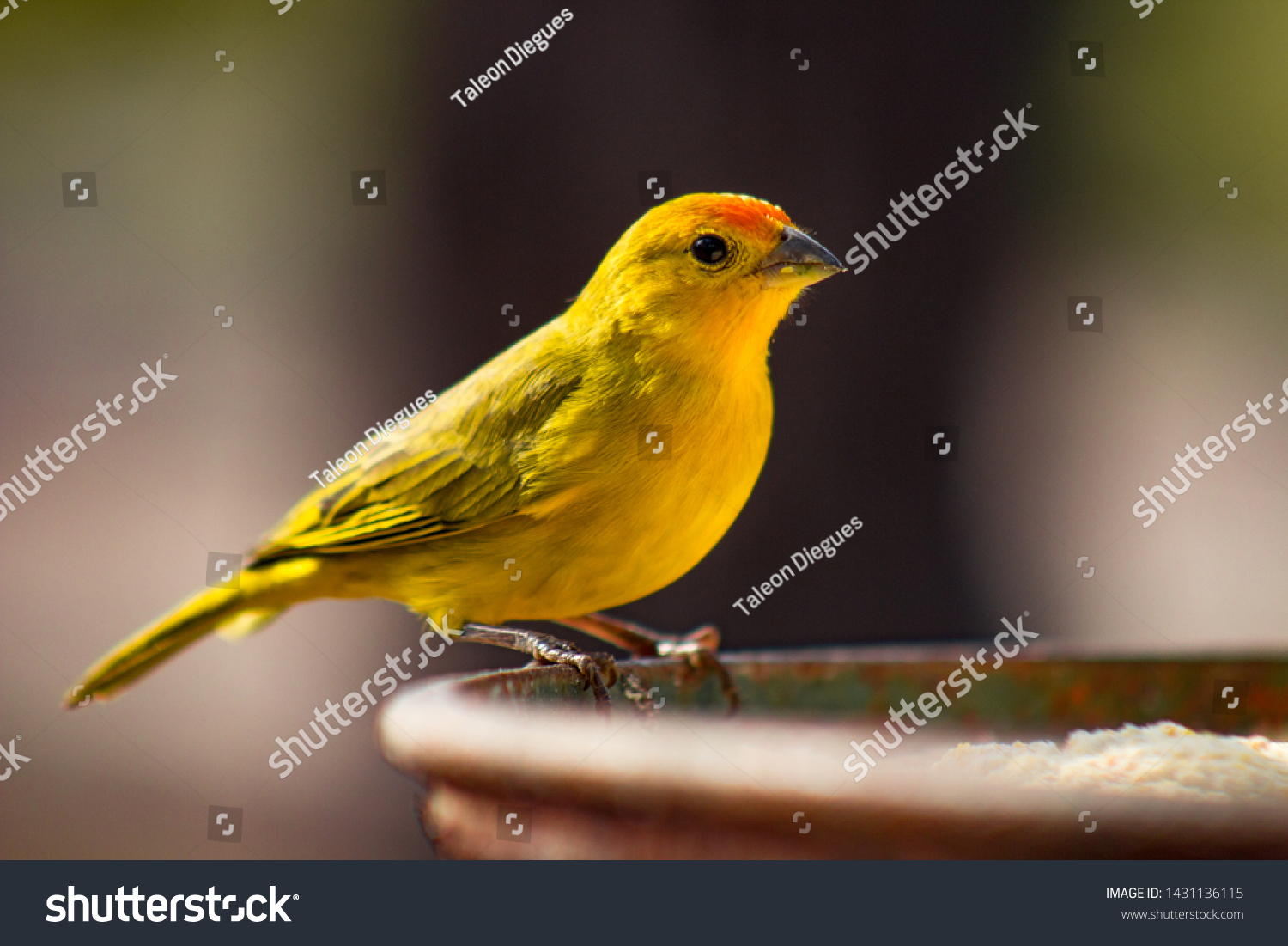 Canário-da-terra-verdadeiro (Sicalis flaveola). The true canary (Sicalis flaveola). Sitting feeding. #1431136115