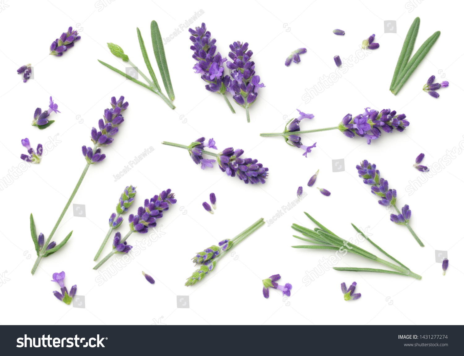 Lavender flowers isolated on white background. Top view, flat lay #1431277274