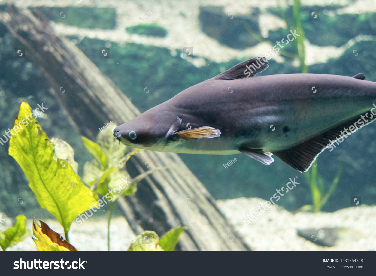 Small shark in underwater aquarium closeup photography. Sea life with underwater plants in background. Floating shark predatory animal in nature river habitat, sea, water. Marine world, Zoo Aquarium. #1431364748