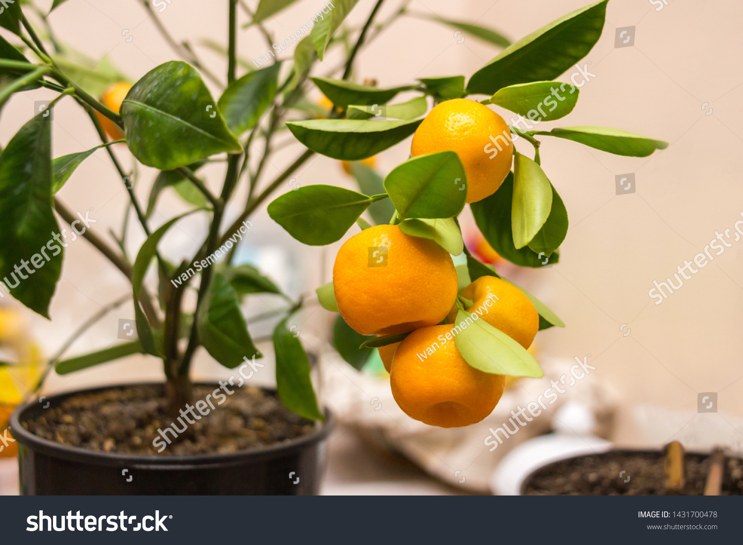 Branch of a Calamondin citrus plant grown in a pot with ripe orange fruits and green leaves. Citrofortunella microcarpa, Citrus madurensis. Indoor citrus tree growing. Close-up with selective focus #1431700478